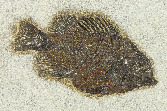 Detailed Fossil Fish (Cockerellites) - Wyoming #292512
